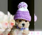 Puppy Puppy 4 Morkie