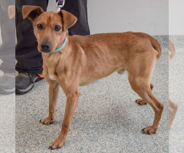 Medium Photo #4 Italian Greyhound-Unknown Mix Puppy For Sale in Huntley, IL, USA