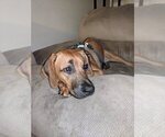 Small Photo #1 Rhodesian Ridgeback Puppy For Sale in PORTLAND, OR, USA