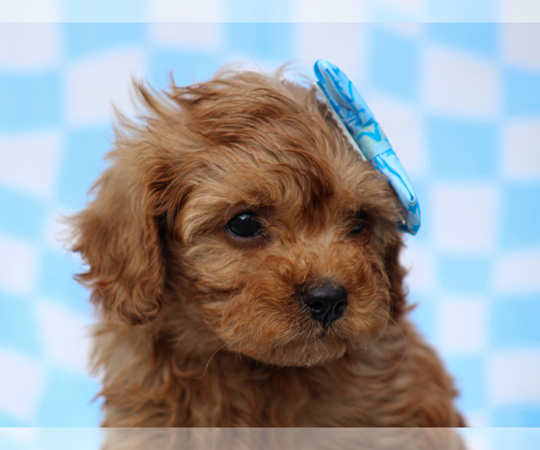 Medium Photo #5 Cavalier King Charles Spaniel-Poodle (Toy) Mix Puppy For Sale in LIBERTY, KY, USA