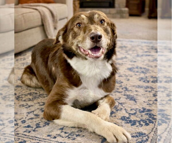 Medium Photo #8 Border Collie-Unknown Mix Puppy For Sale in Canton, CT, USA