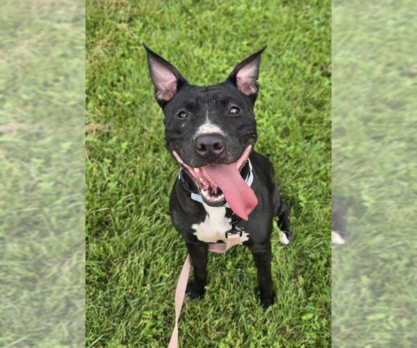 Medium Photo #2 Mutt Puppy For Sale in Millersville, MD, USA