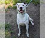 Small #5 American Pit Bull Terrier-Labrador Retriever Mix
