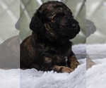 Small Photo #38 Poodle (Standard) Puppy For Sale in CONROE, TX, USA