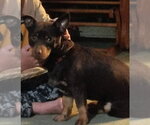 Small #2 Mutt