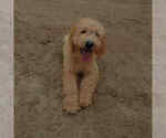 Puppy 1 Goldendoodle