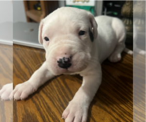 Dogo Argentino Puppy for sale in LAWTEY, FL, USA