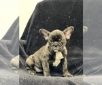 Small Photo #2 French Bulldog Puppy For Sale in CHESAPEAKE, VA, USA