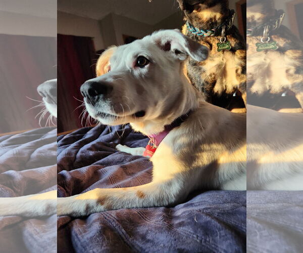 Medium Photo #11 Mutt Puppy For Sale in Farmington, MN, USA