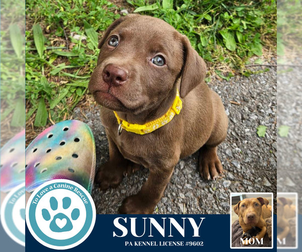 Medium Photo #1 American Pit Bull Terrier-Labrador Retriever Mix Puppy For Sale in Kimberton, PA, USA