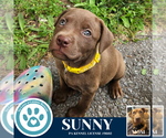 Small American Pit Bull Terrier-Labrador Retriever Mix