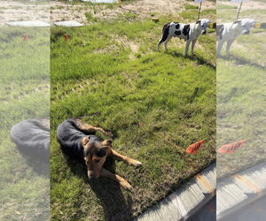 Labrador Retriever-Unknown Mix Dogs for adoption in The Woodlands, TX, USA