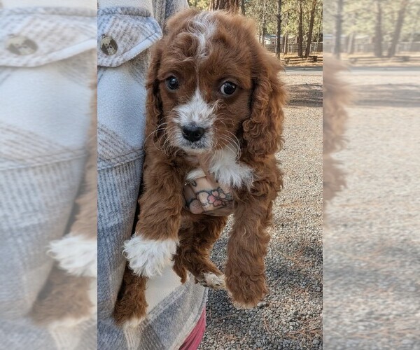 Medium Photo #2 Cavapoo (Miniature) Puppy For Sale in SISTERS, OR, USA