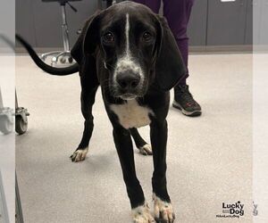Labrador Retriever-Unknown Mix Dogs for adoption in Washington, DC, USA