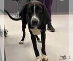 Mystery - Male Labrador Retriever-Unknown Mix Dog for Adoption - Small photo