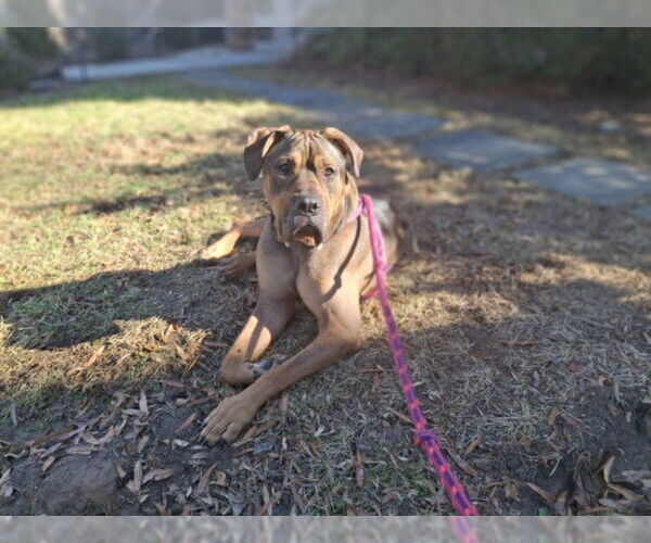 Medium Photo #1 Mastiff Puppy For Sale in Derwood, MD, USA