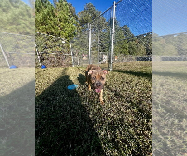 Medium Photo #2 Mutt Puppy For Sale in Glen Allen, VA, USA