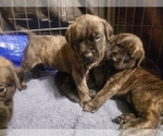 Small Photo #2 Mastiff Puppy For Sale in FORT WAYNE, IN, USA