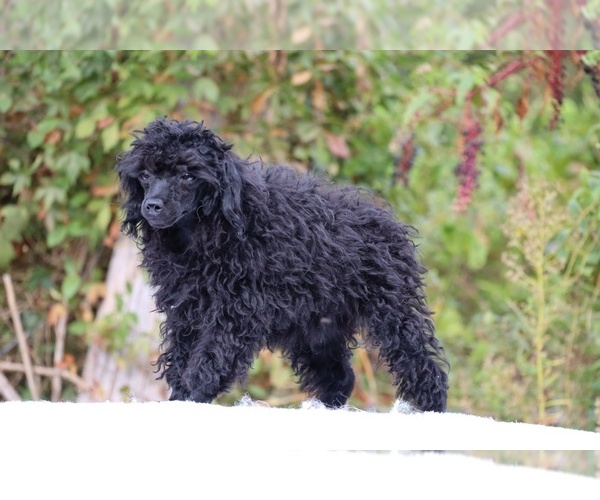 Medium Photo #25 Poodle (Toy) Puppy For Sale in DYERSBURG, TN, USA