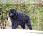 Small #24 Poodle (Toy)