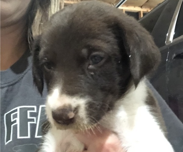 Medium Photo #2 Border Collie-German Shorthaired Pointer Mix Puppy For Sale in LIMON, CO, USA