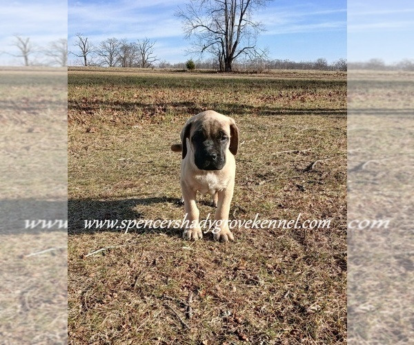 Medium Photo #13 Mastiff Puppy For Sale in CABOOL, MO, USA