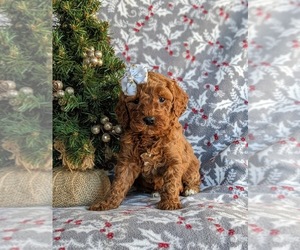 Goldendoodle (Miniature) Puppy for sale in LINCOLN UNIV, PA, USA