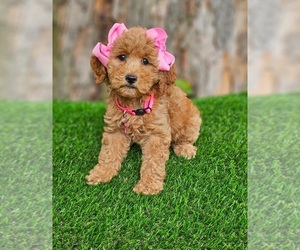 Goldendoodle (Miniature) Puppy for sale in INDIANAPOLIS, IN, USA