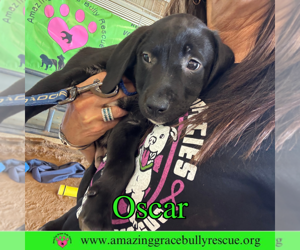 Medium Photo #6 Bulldog-Labrador Retriever Mix Puppy For Sale in Pensacola, FL, USA