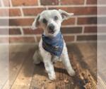 Small #17 Maltipoo (Miniature)