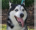 Small Photo #2 Siberian Husky Puppy For Sale in HOUSTON, TX, USA