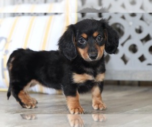 Dachshund Puppy for sale in MOUNT VERNON, OH, USA