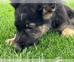 Small Photo #4 German Shepherd Dog Puppy For Sale in JURUPA VALLEY, CA, USA