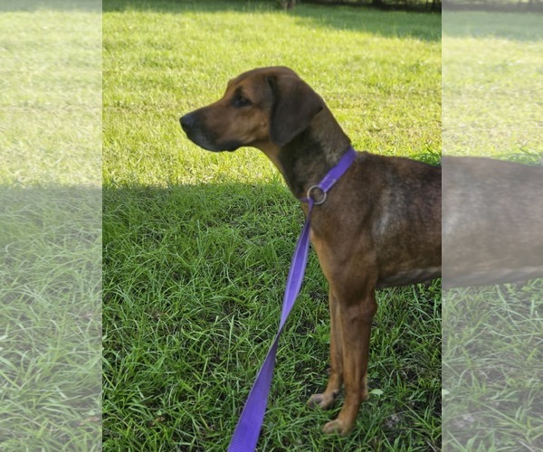 Medium Photo #11 Doberman Pinscher-Great Dane Mix Puppy For Sale in Wakefield, RI, USA