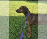 Small #10 Doberman Pinscher-Great Dane Mix