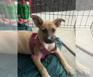 Biscuit - Male Retriever -Unknown Mix Dog for Adoption - Photo #3