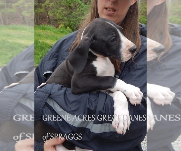 Medium Photo #4 Great Dane Puppy For Sale in SPRAGGS, PA, USA