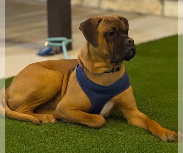 Medium Photo #2 Boxer Puppy For Sale in Austin, TX, USA