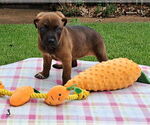 Small Rottweiler Mix