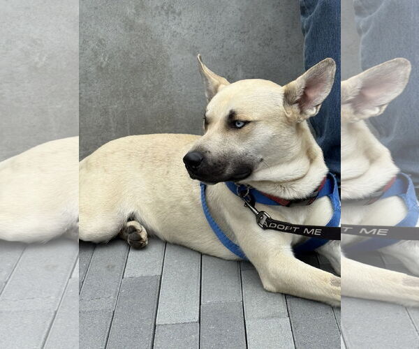 Medium Photo #2 Huskies -Unknown Mix Puppy For Sale in Lake Elsinore, CA, USA