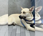 Small #1 Huskies  Mix