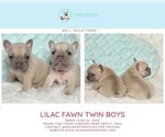 Small Photo #11 French Bulldog Puppy For Sale in PLANO, TX, USA