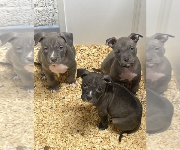 Medium Photo #19 American Bully Puppy For Sale in NAUGATUCK, CT, USA