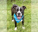 Small #1 American Pit Bull Terrier Mix