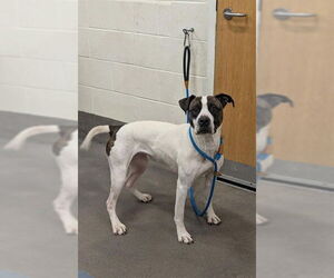 American Bulldog-American Foxhound Mix Dogs for adoption in Forestville, MD, USA
