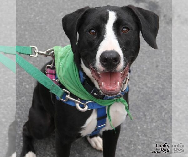 Medium Photo #4 Borador Puppy For Sale in Washington, DC, USA