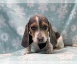 Small Photo #4 Beagle Puppy For Sale in LAKELAND, FL, USA