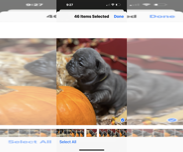 Medium Photo #1 French Bulldog Puppy For Sale in ASHLEY, IL, USA