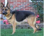 Small Photo #1 German Shepherd Dog Puppy For Sale in FREDERICKSBG, OH, USA