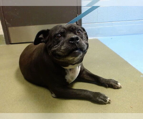 Medium Photo #1 Staffordshire Bull Terrier Puppy For Sale in Moreno Valley, CA, USA